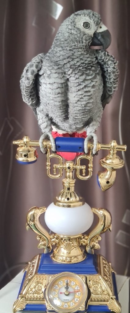 Попугай Жако на ретро телефоне, светильник с часами