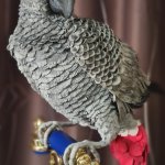 Попугай Жако на ретро телефоне, светильник с часами