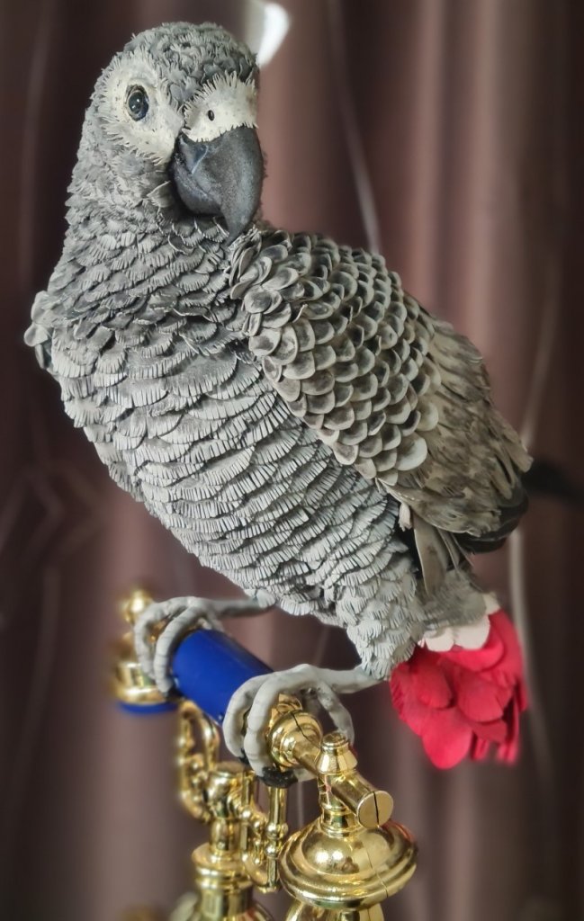 Попугай Жако на ретро телефоне, светильник с часами