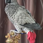 Попугай Жако на ретро телефоне, светильник с часами