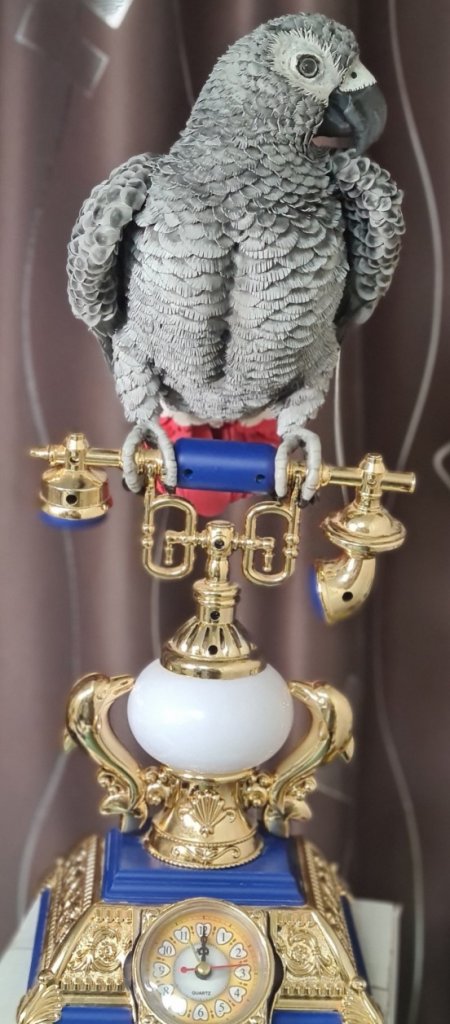 Попугай Жако на ретро телефоне, светильник с часами