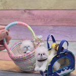 Вязаная миниатюрная игрушка Бишончики с корзинкой и сумкой-переноской