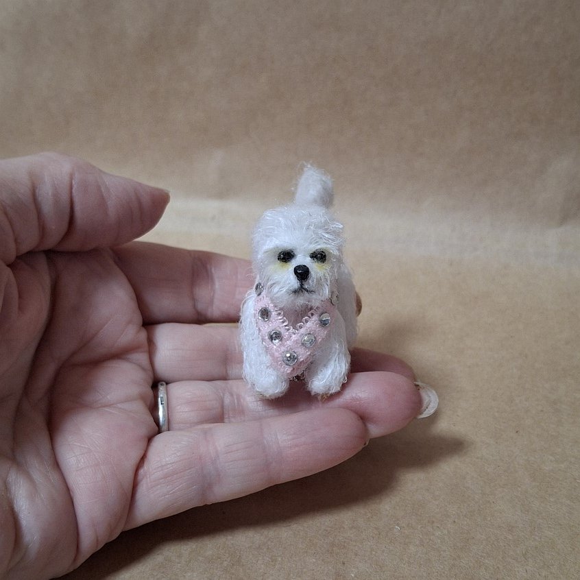 Собачка бишон-фризе