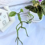 Фигурки «Лечурка Пикетт»