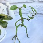 Фигурки «Лечурка Пикетт»