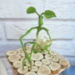 Фигурки «Лечурка Пикетт»