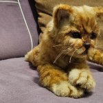 Рыжий котик