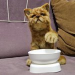 Рыжий котик