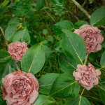 Брошь роза Остинка