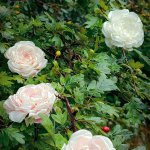 Брошь Остинка