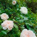 Брошь Остинка