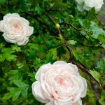 Брошь Остинка