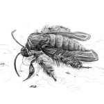 Картина Бабочка-Стеклянница