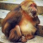 Винтажный Брелок мотивация обезьяна Синсин «А что,если ДА?»