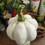 Тыква декоративная из холодного фарфора