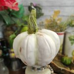 Тыква декоративная из холодного фарфора