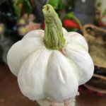 Тыква декоративная из холодного фарфора