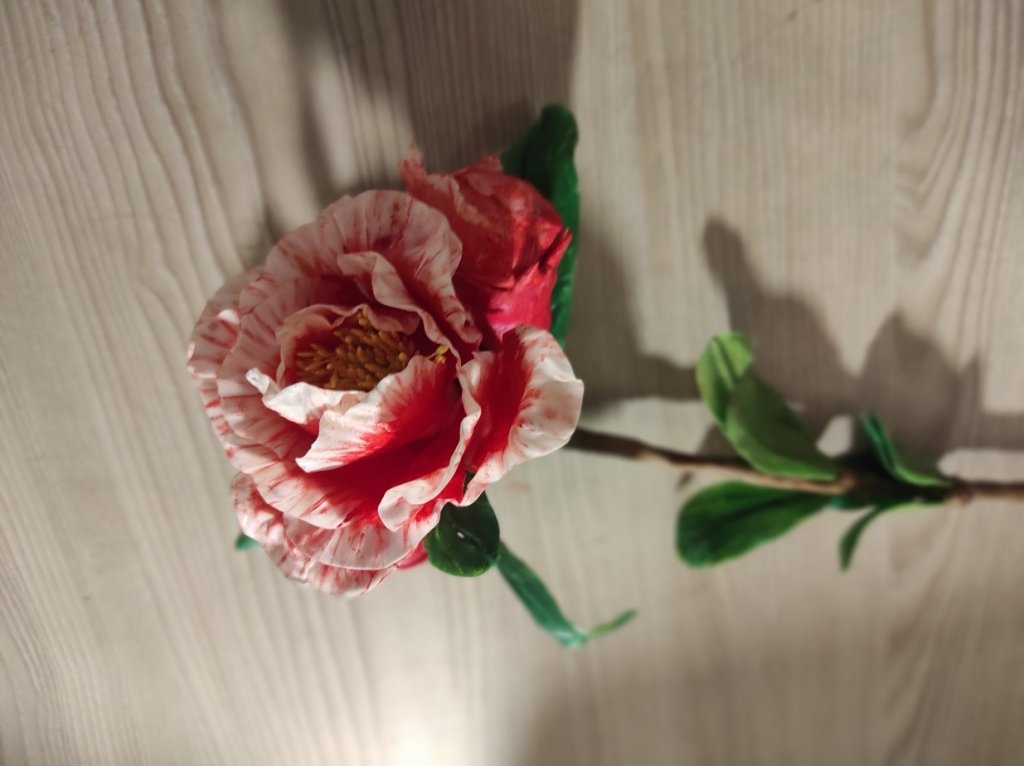 Ветка цветущего граната