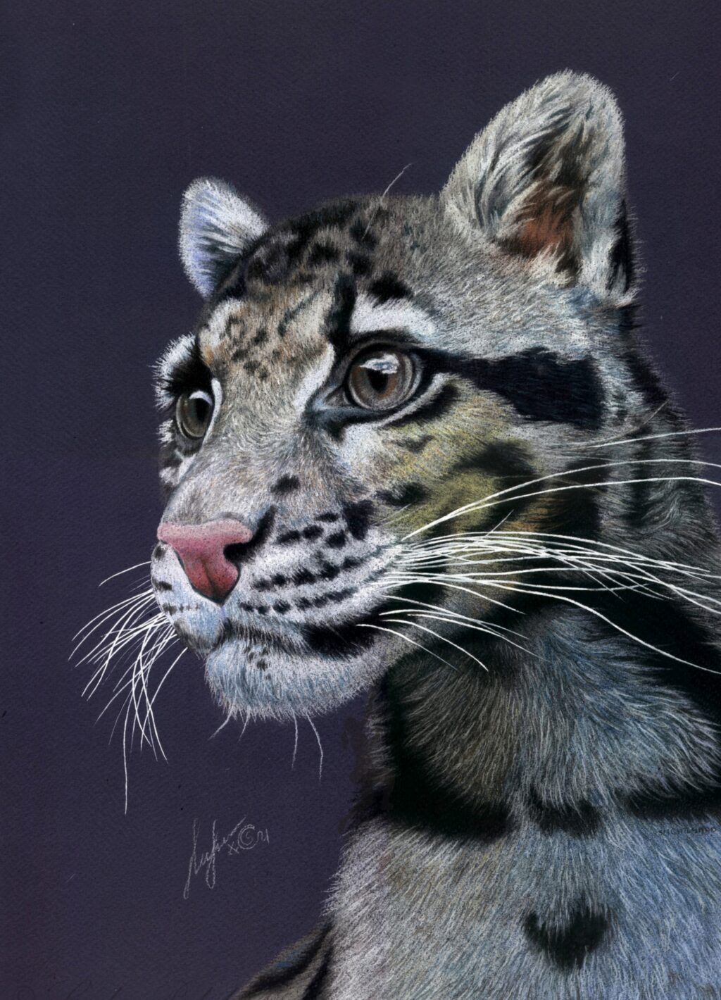 Дымчатый леопард