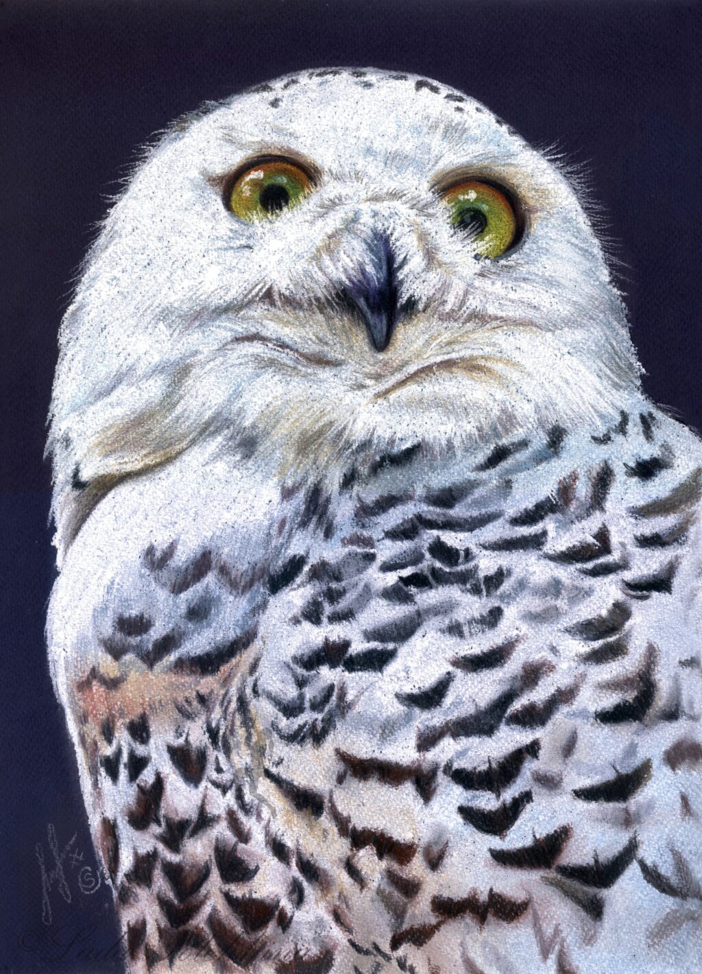 Полярная сова