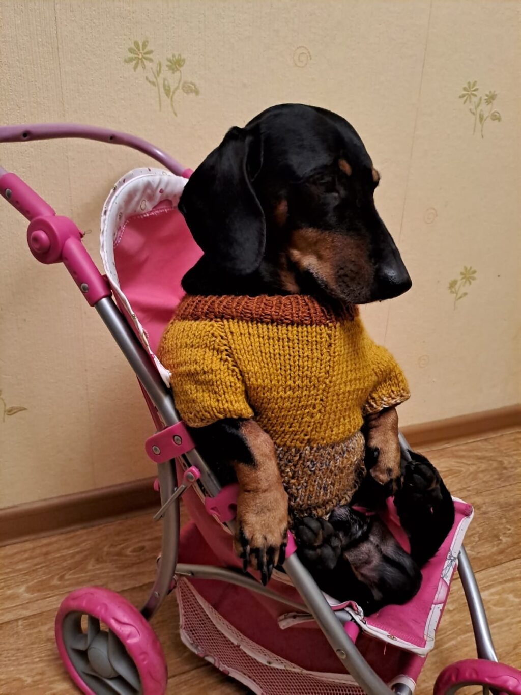 Одежда для собак