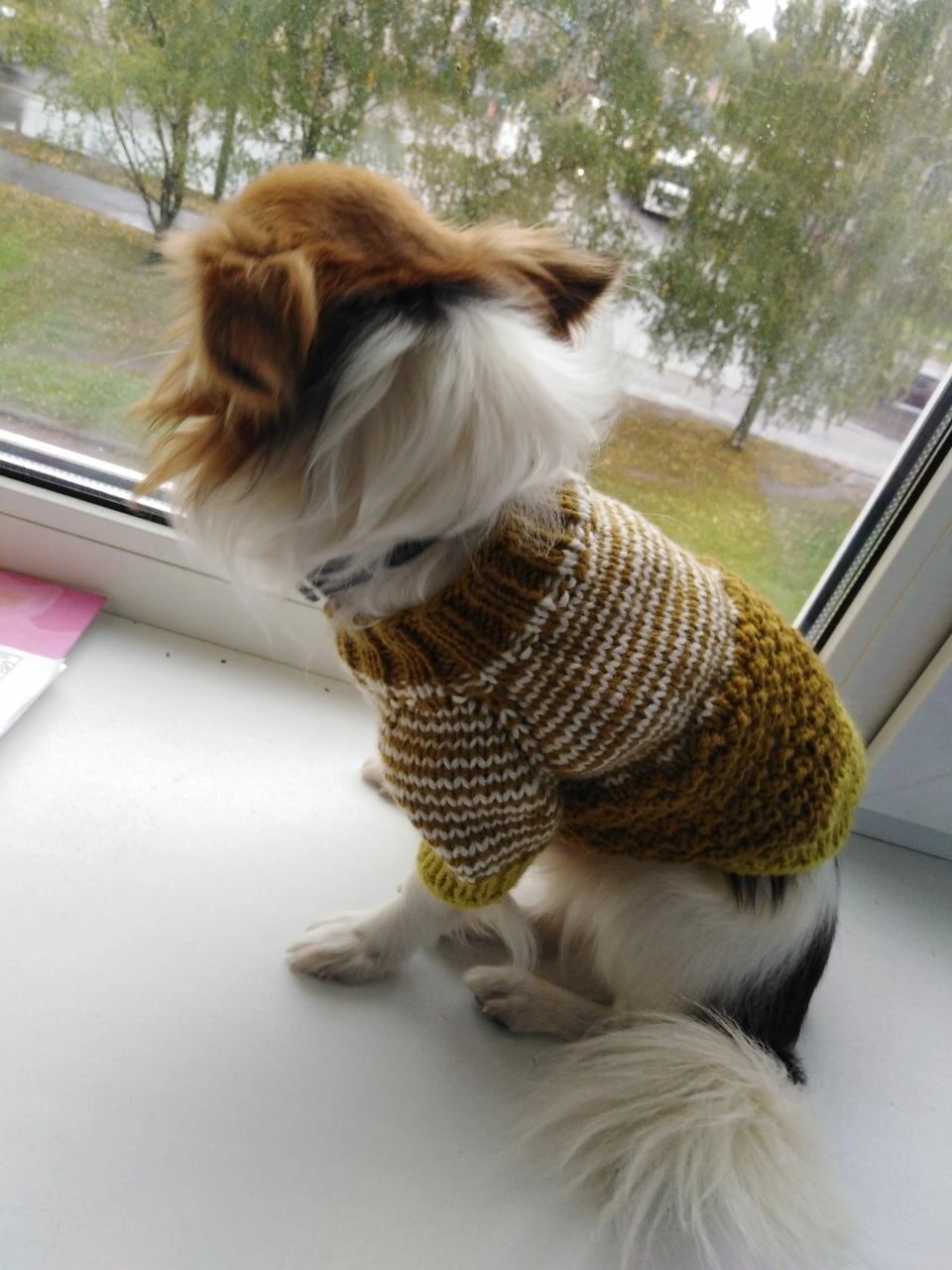 Одежда для собак