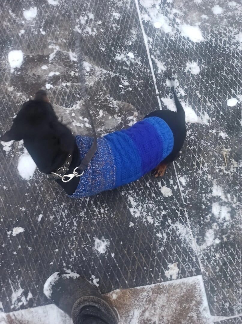 Одежда для собак