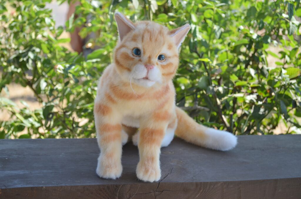 Кот Пончик.