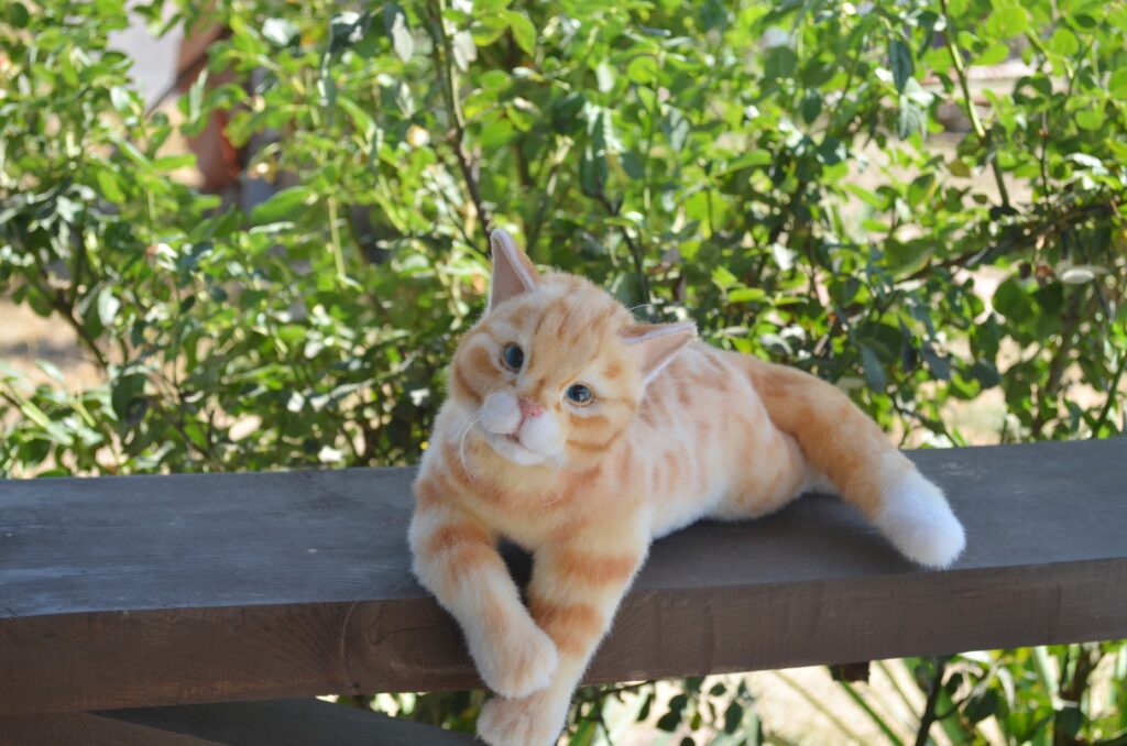 Кот Пончик.