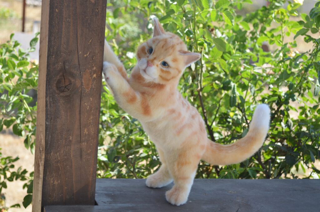 Кот Пончик.