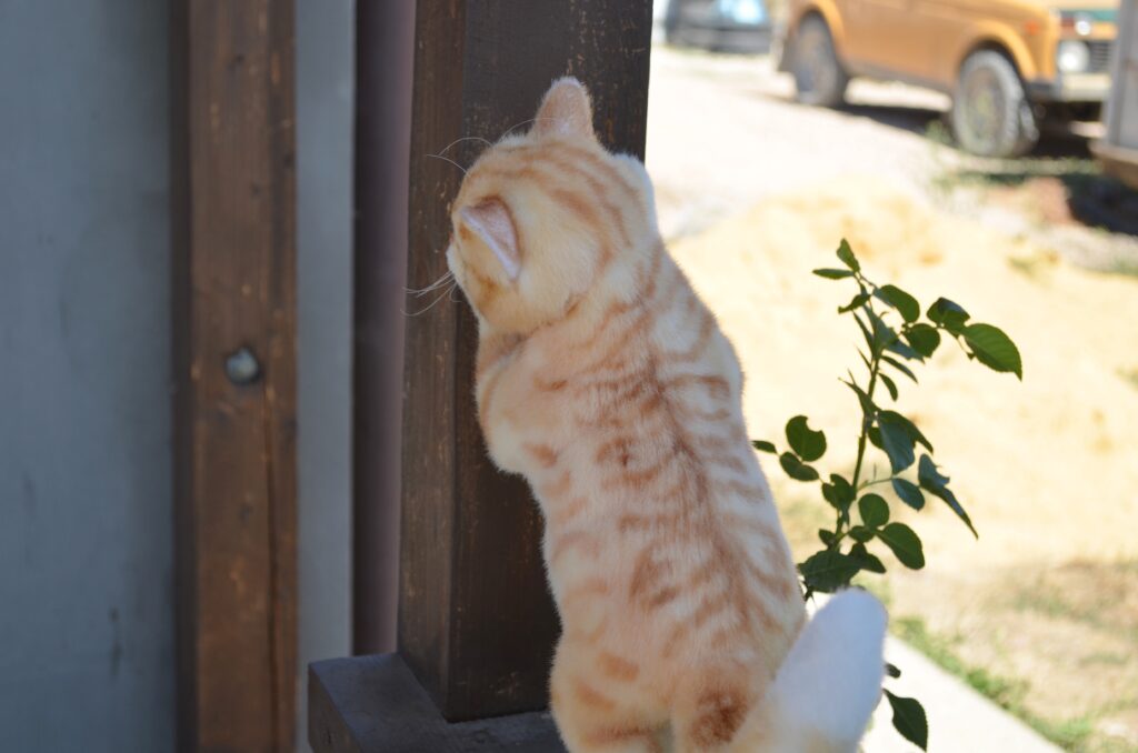 Кот Пончик.