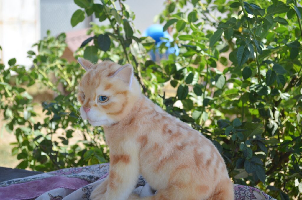 Кот Пончик.