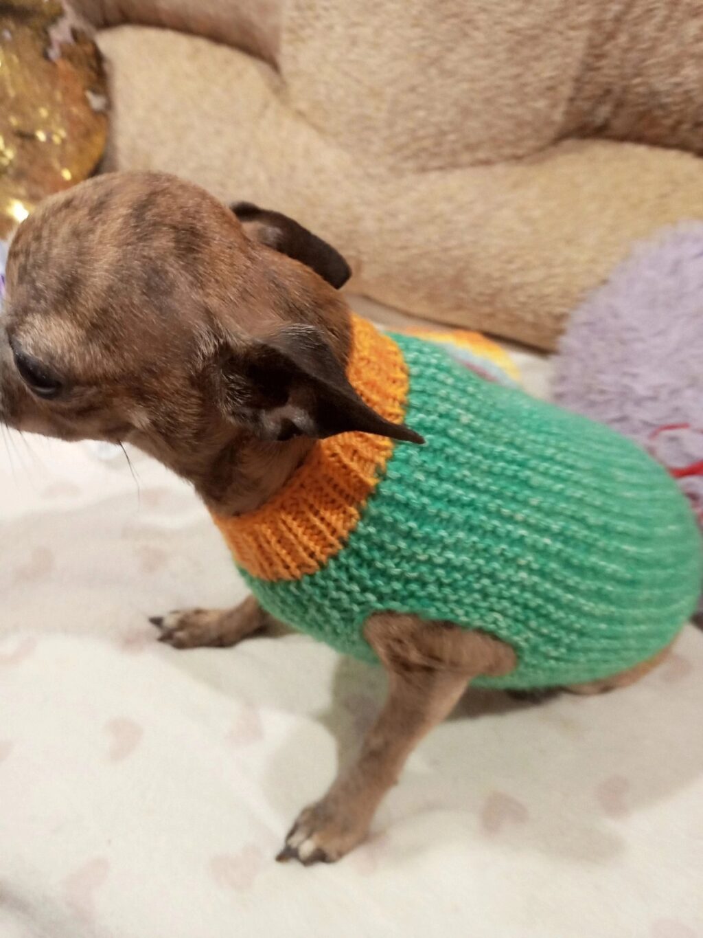 Одежда для собак