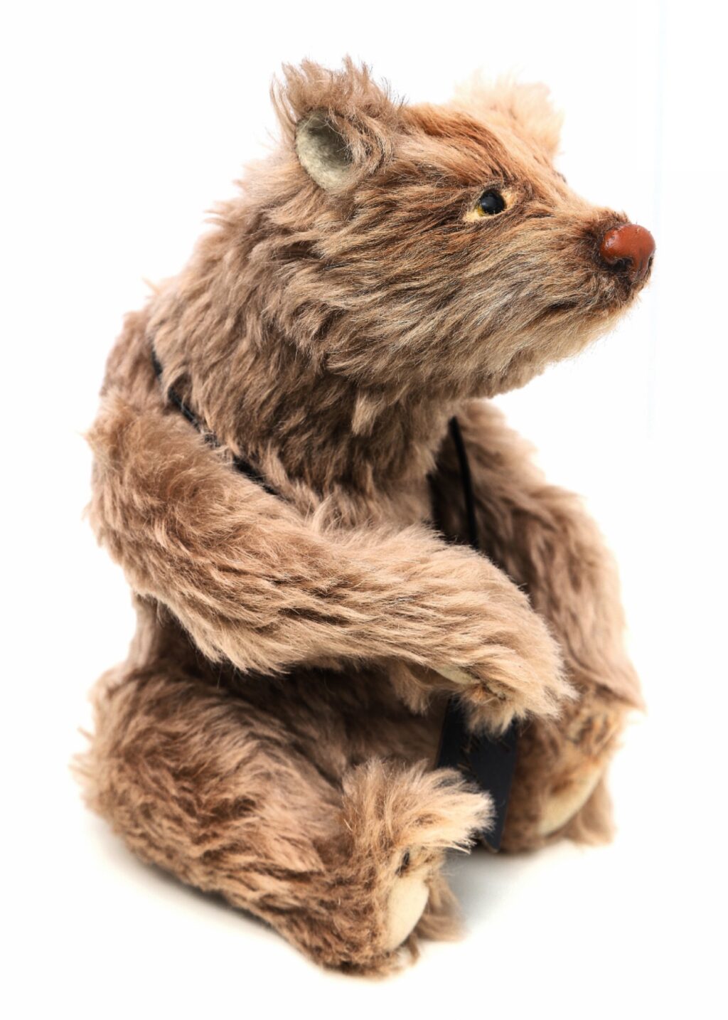 Тедди-пушистый хозяин леса