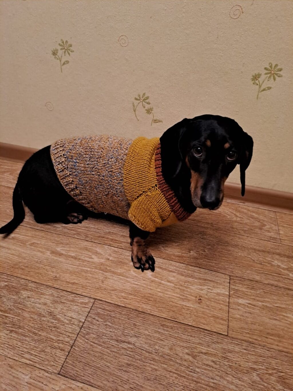 Одежда для собак