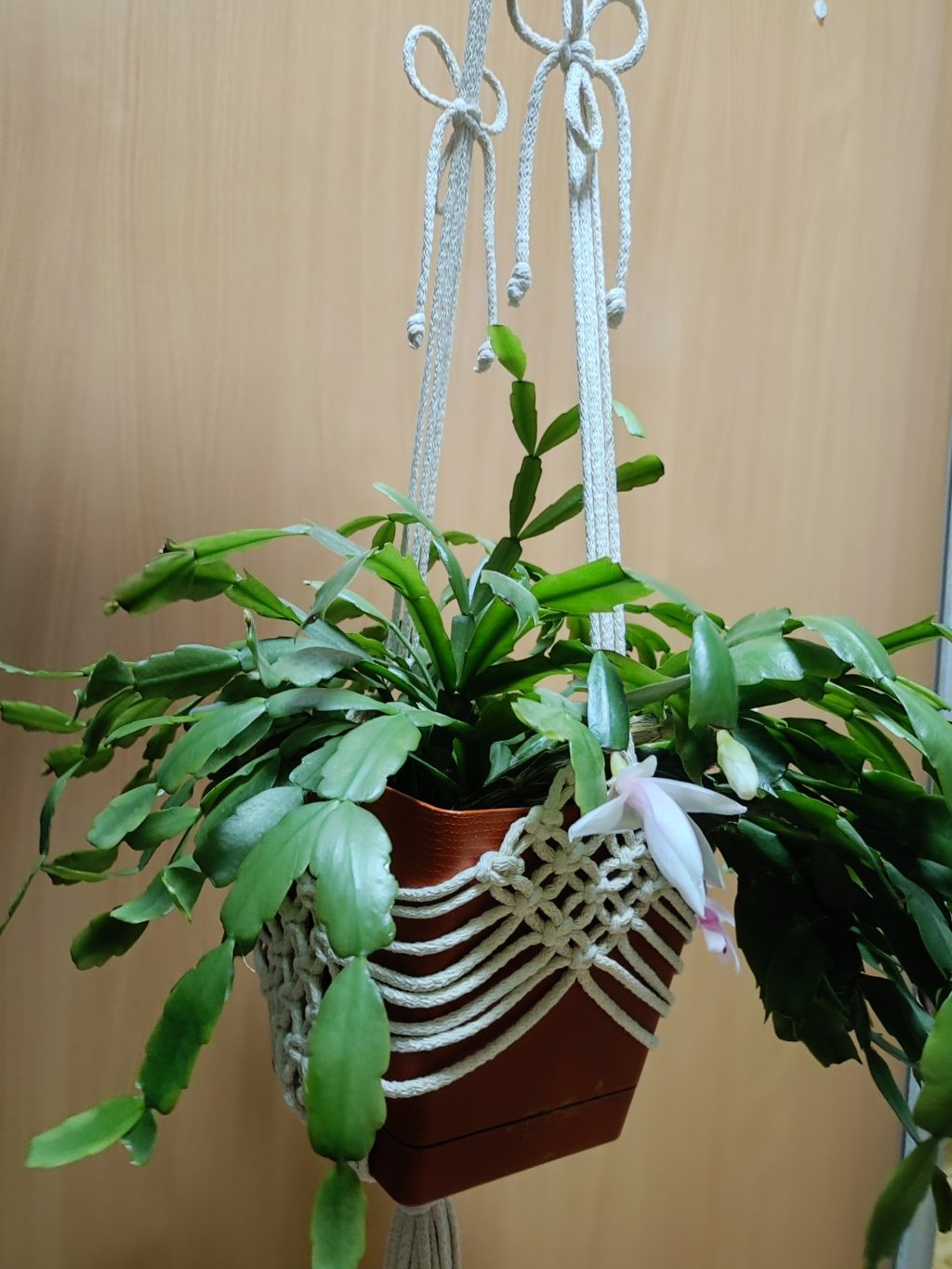 Кашпо макраме ромбы ваниль