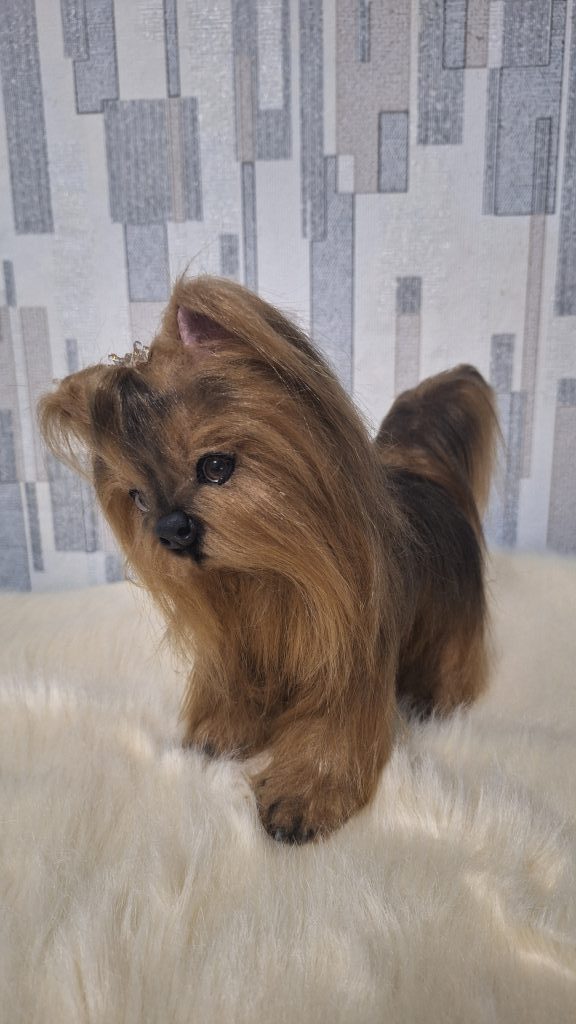 Щенок йорка