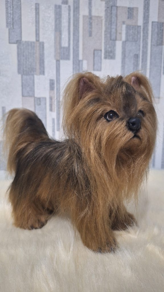 Щенок йорка