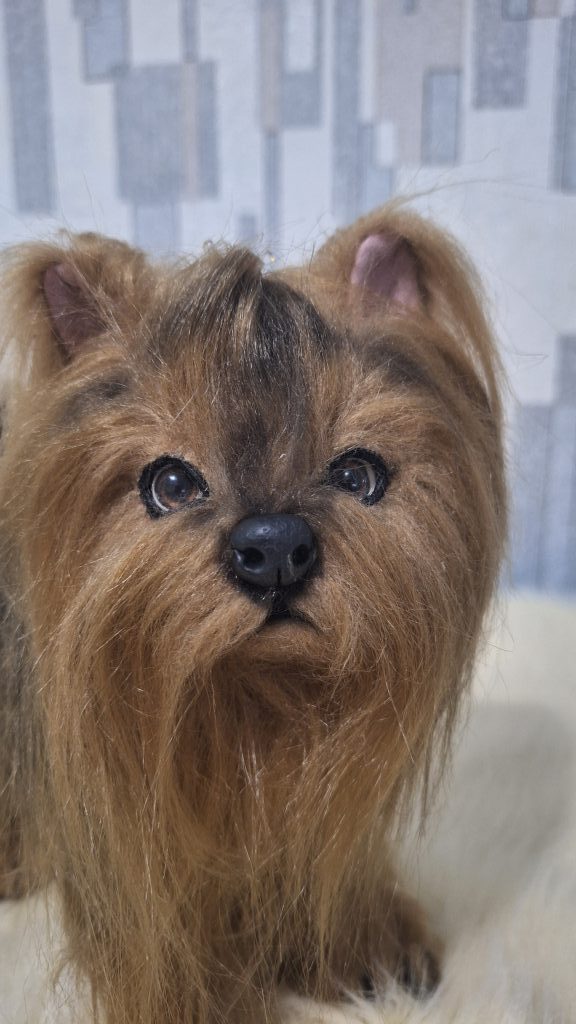 Щенок йорка