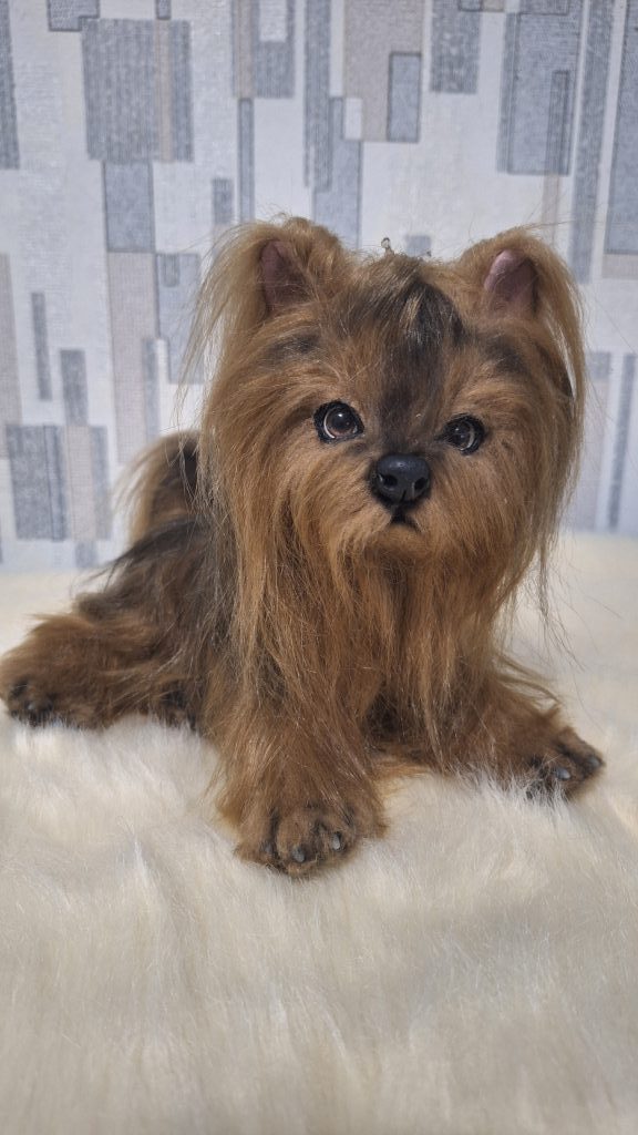 Щенок йорка