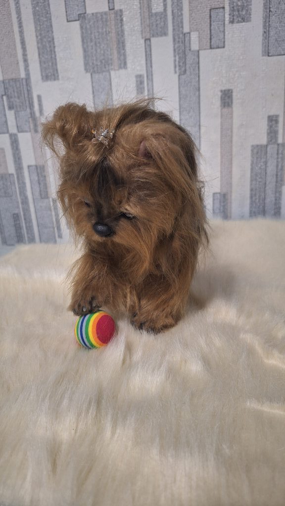 Щенок йорка