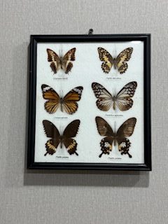 постер бабочки