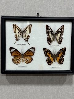 постер бабочки