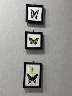 постер бабочки