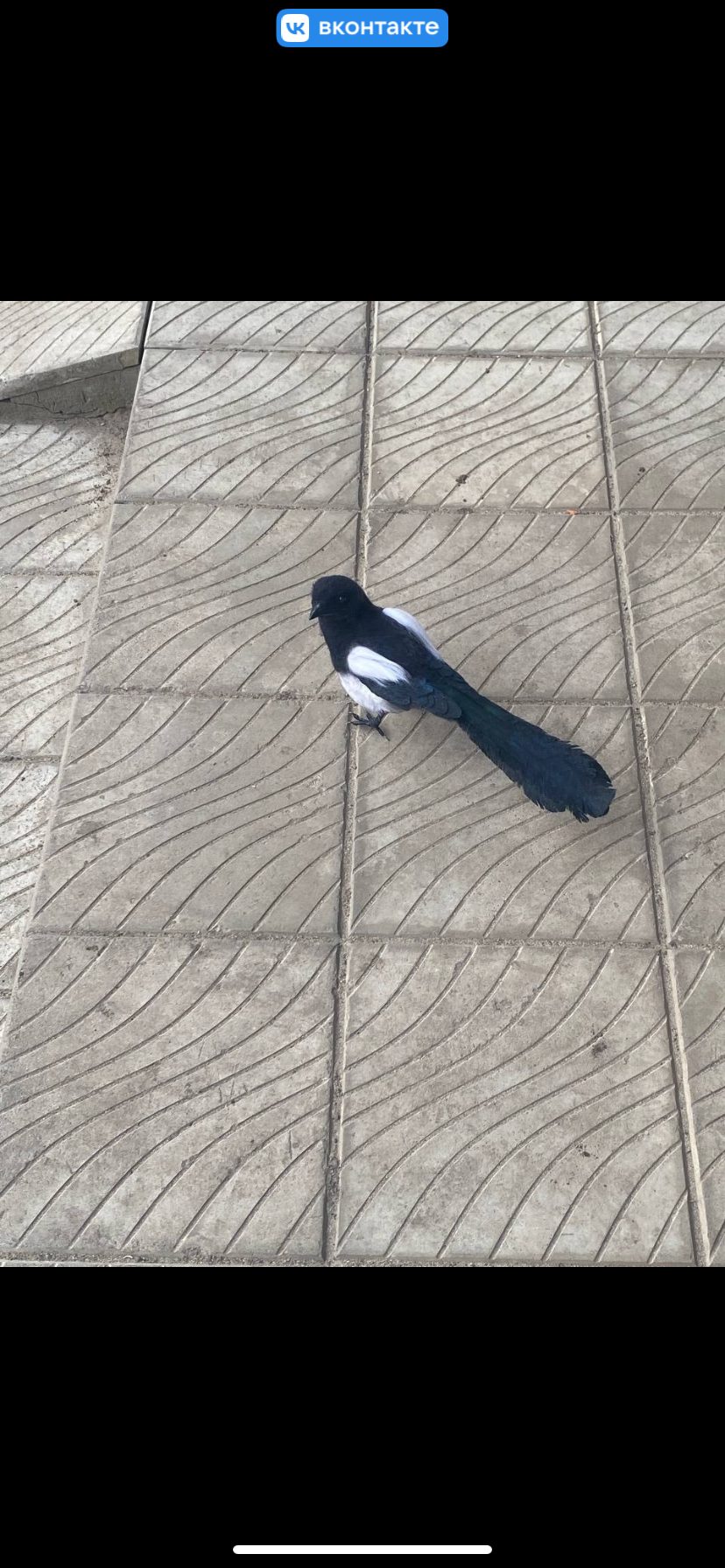 Птица сорока