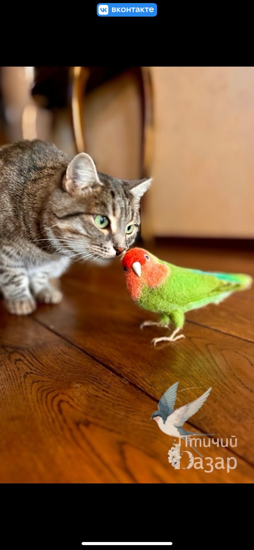 Птица неразлучник