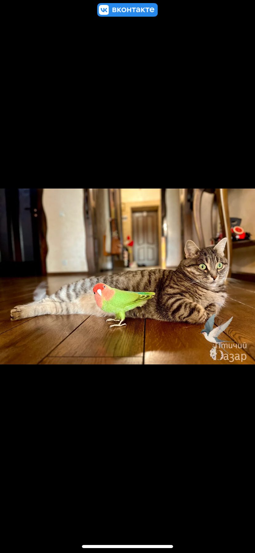 Птица неразлучник