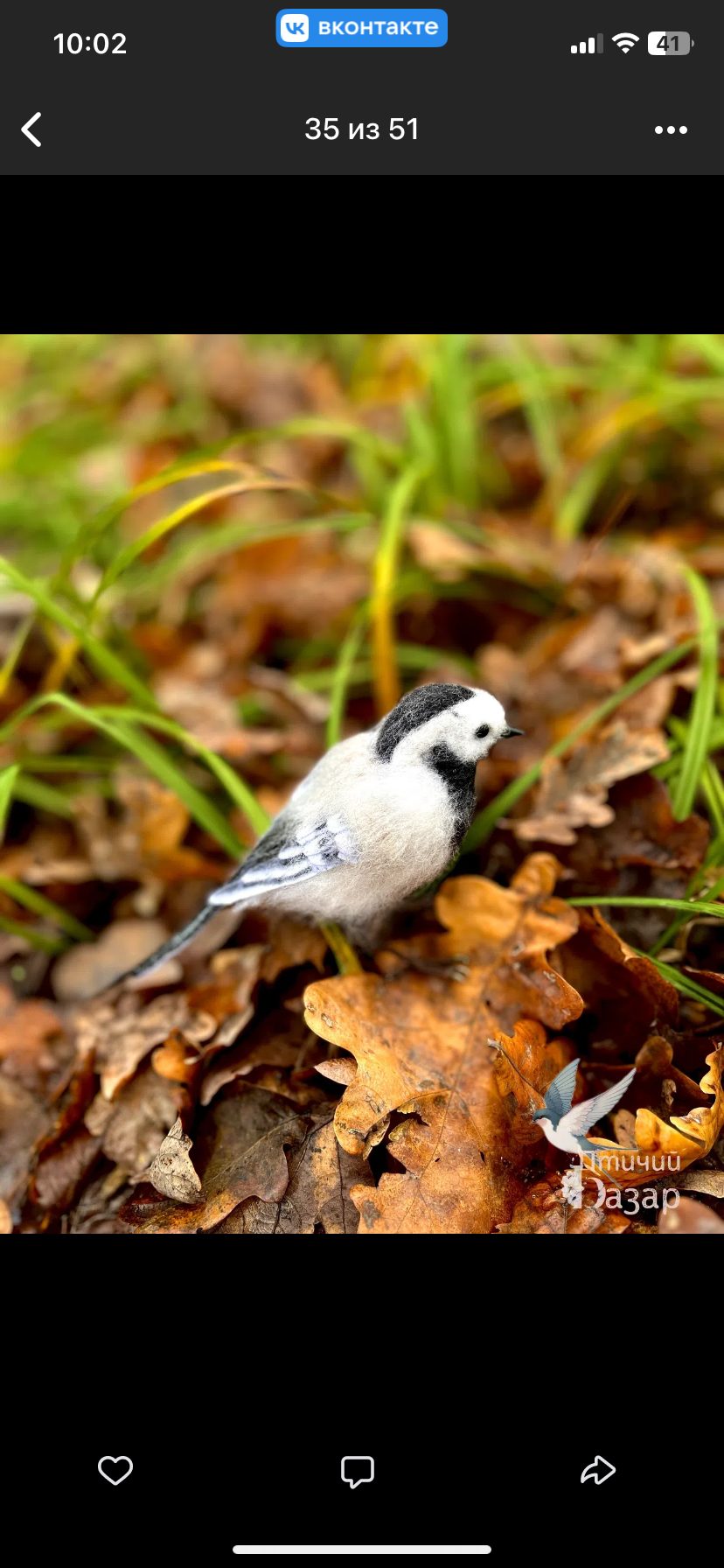 Птица трясогузка