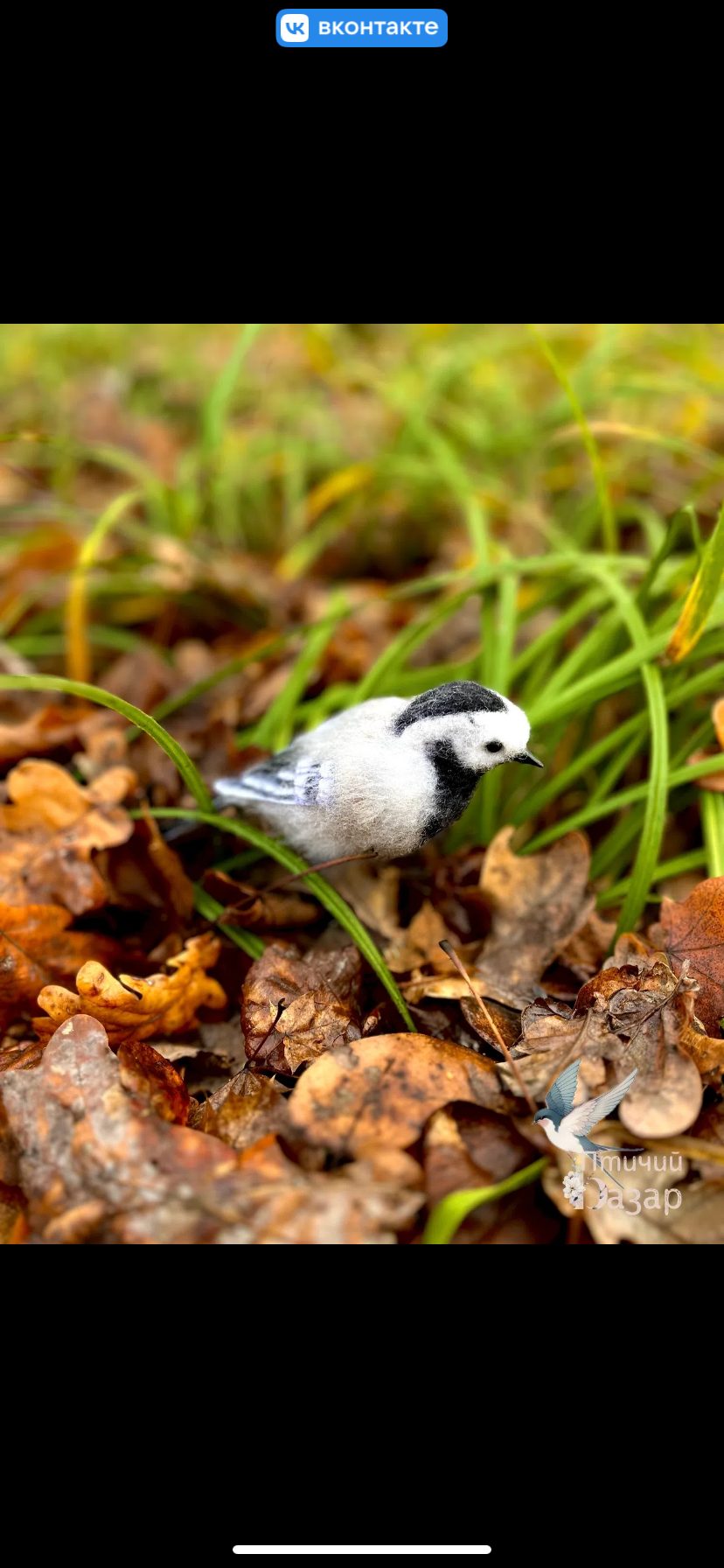 Птица трясогузка