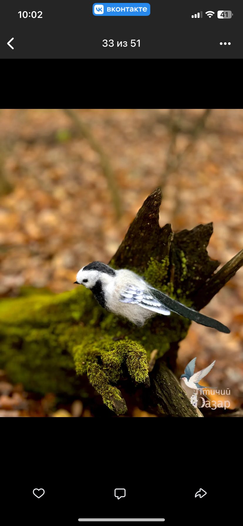 Птица трясогузка